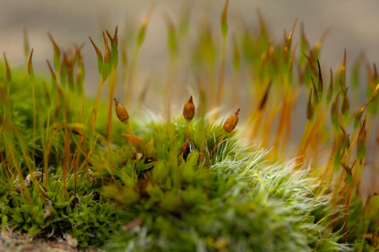plant, Moss, Motion, Blur HD Wallpaper Desktop Background