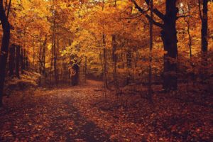 road, Foliage, Autumn