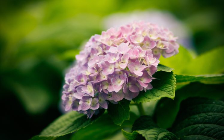 hydrangea, Flowers HD Wallpaper Desktop Background