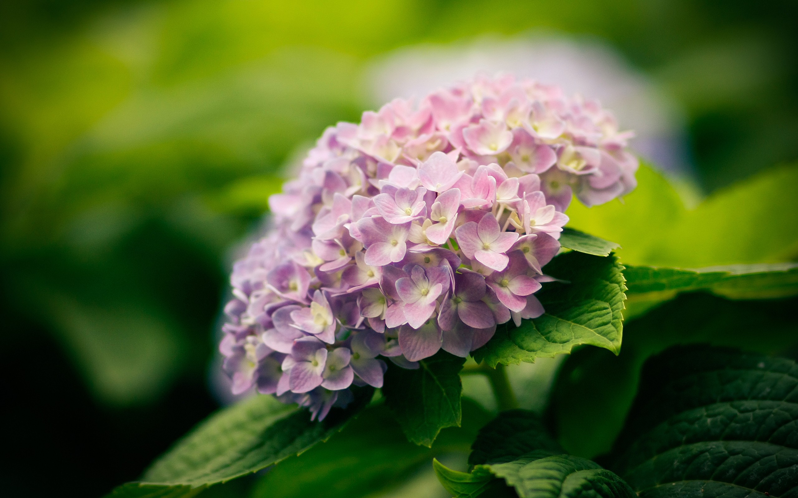hydrangea, Flowers Wallpaper