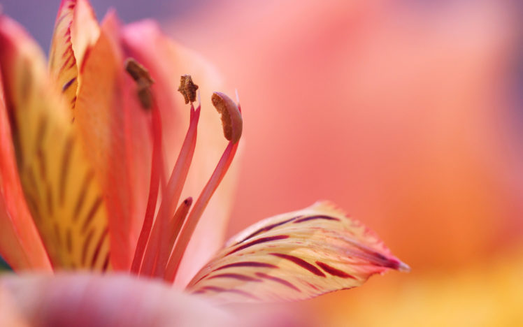 flower, Macro HD Wallpaper Desktop Background