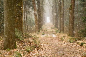 forest, Trees, Snow, Nature, Autumn, Winter, Bokeh
