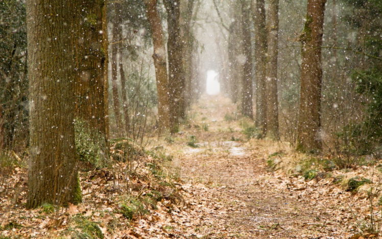 forest, Trees, Snow, Nature, Autumn, Winter, Bokeh HD Wallpaper Desktop Background