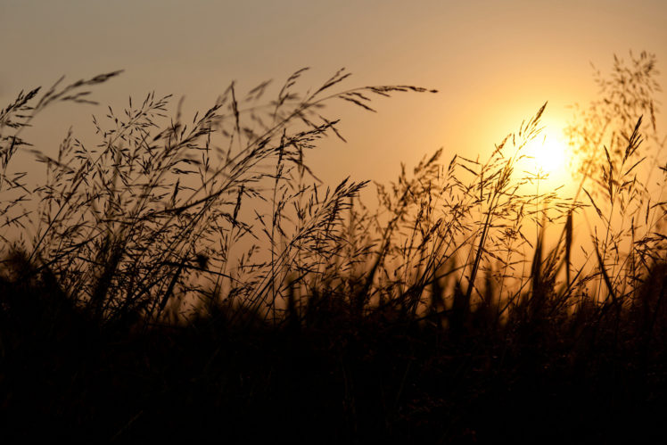 nature, Grass, Sun, Bokeh HD Wallpaper Desktop Background