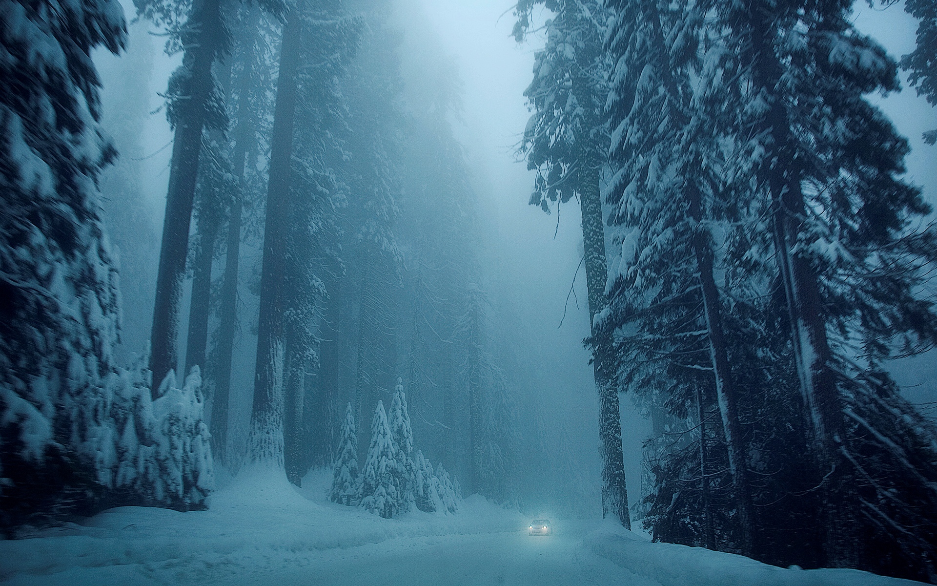 nature, Winter, Snow, Tree, Trees, Trees, Road, Vehicle, Car, Cold, Mood, Forest Wallpaper