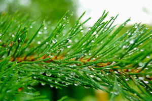 pine, Branch, Needles, Drops, Rain, Green