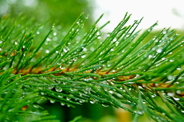 pine, Branch, Needles, Drops, Rain, Green HD Wallpaper Desktop Background