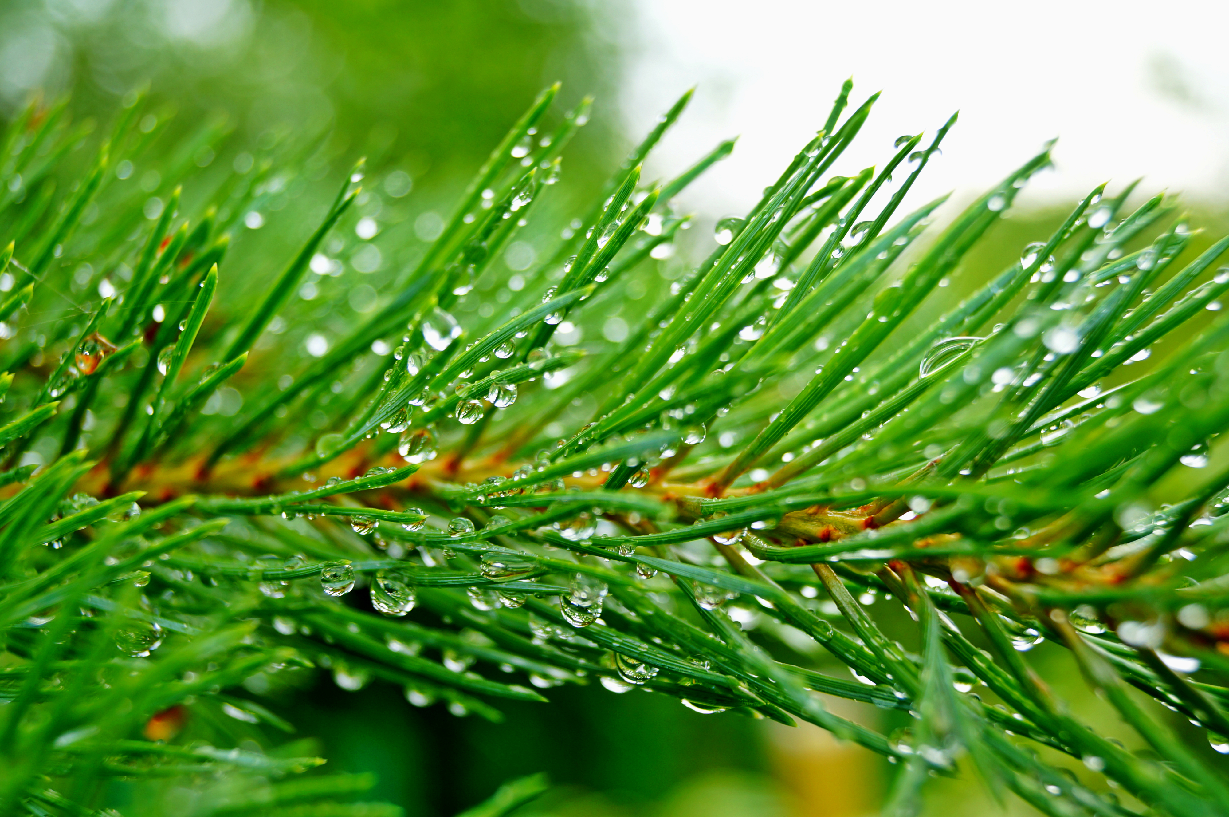pine, Branch, Needles, Drops, Rain, Green Wallpaper