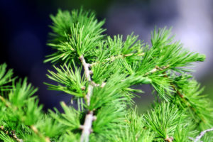 pine, Spruce, Macro