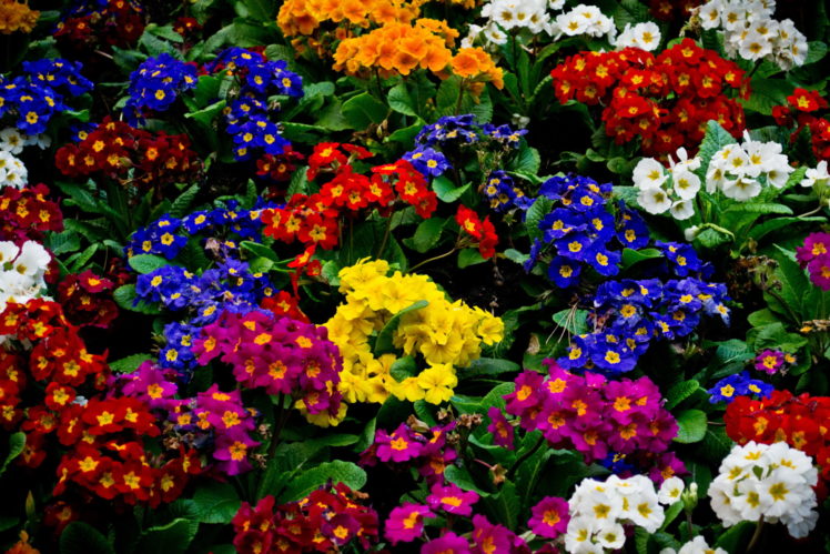 primula, Many, Flowers HD Wallpaper Desktop Background