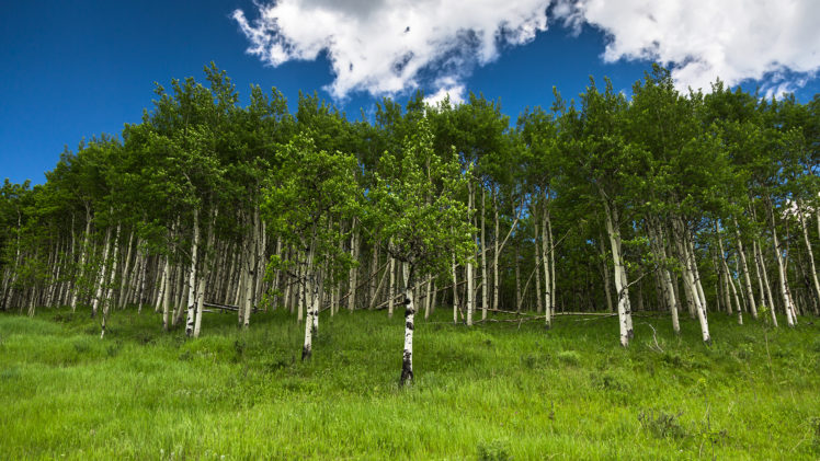 trees, Grass HD Wallpaper Desktop Background