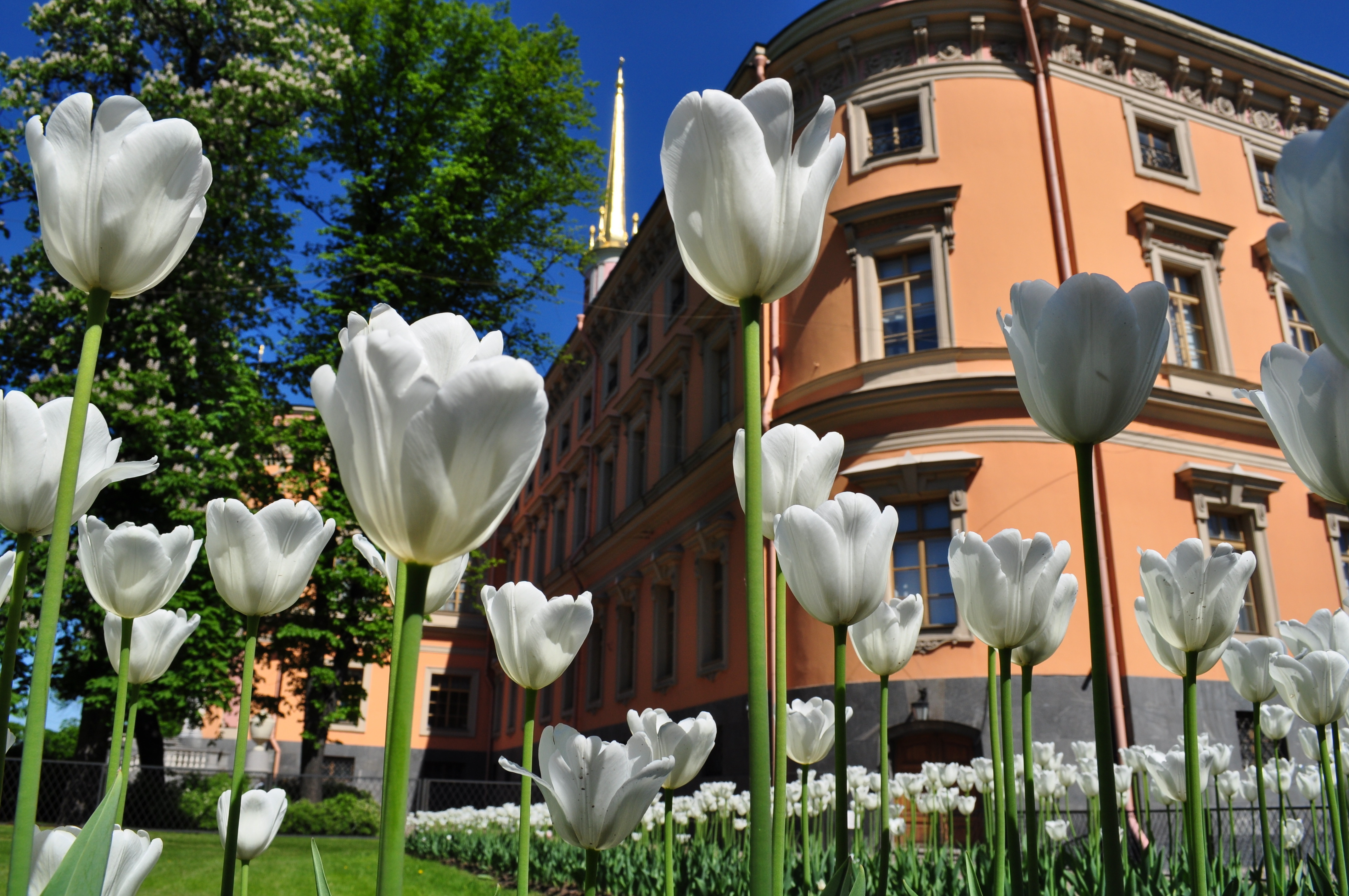 tulips, Green, Building Wallpaper