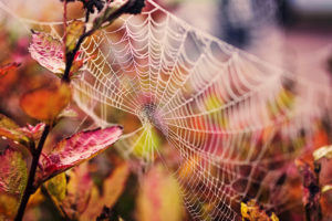 web, Nature, Drops, Branch, Leaves, Spider, Spiderweb