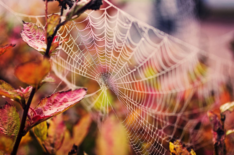 web, Nature, Drops, Branch, Leaves, Spider, Spiderweb HD Wallpaper Desktop Background