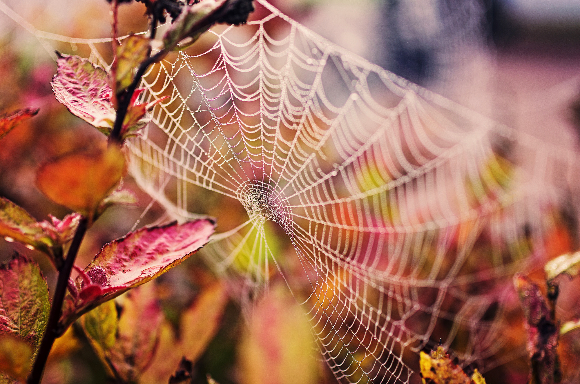 web, Nature, Drops, Branch, Leaves, Spider, Spiderweb Wallpaper