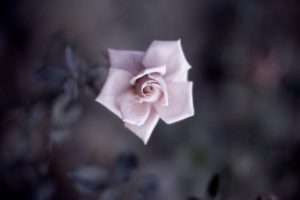 beautiful, Pink, Rose