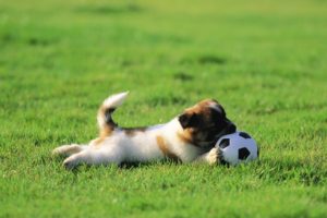 nature, Animals, Grass, Puppies, Soccer, Balls