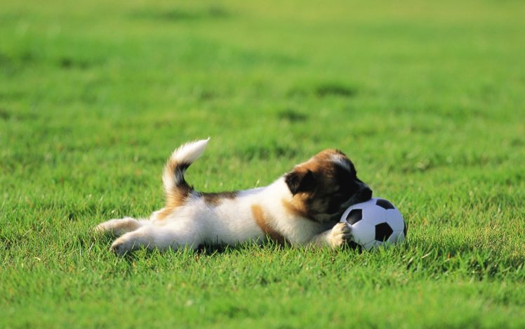 nature, Animals, Grass, Puppies, Soccer, Balls HD Wallpaper Desktop Background
