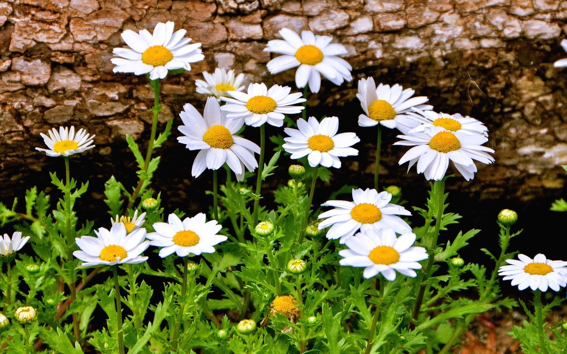 camomiles, Many, Flowers Wallpaper