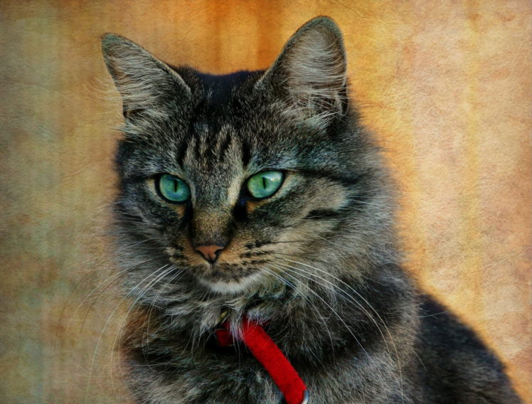 cat, Gray, Striped HD Wallpaper Desktop Background