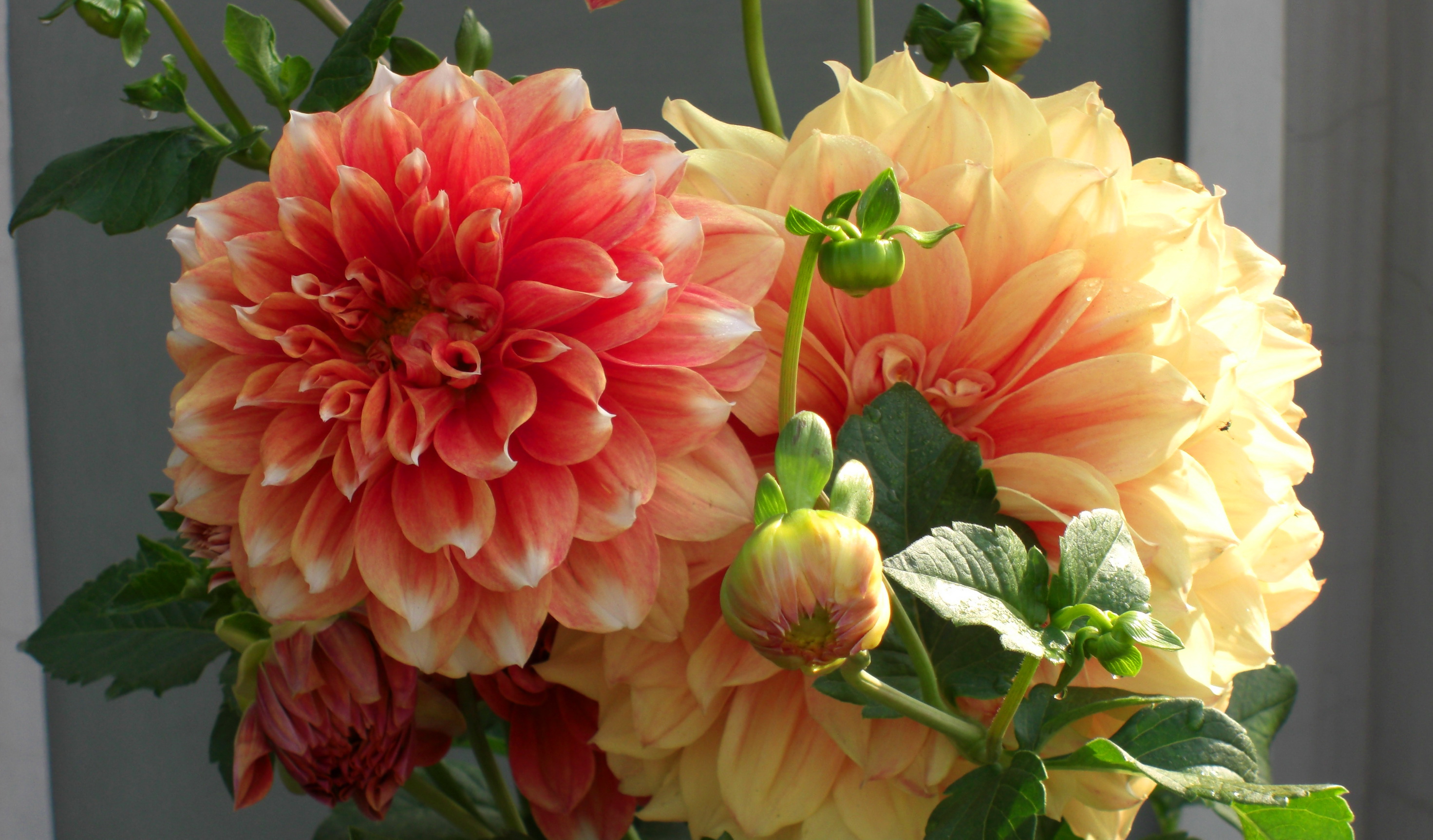 dahlias, Flowers Wallpapers HD / Desktop and Mobile Backgrounds
