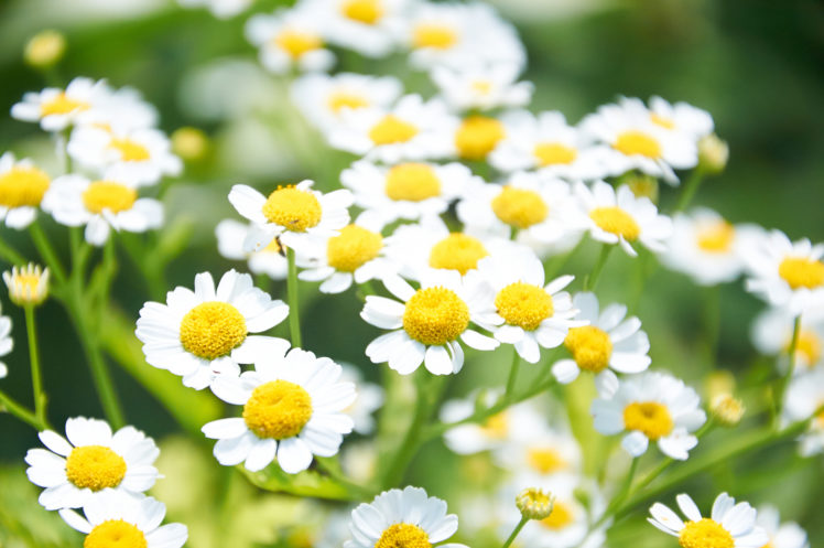 daisies, Flowers, Yellow, Nature, Flowers, Bokeh HD Wallpaper Desktop Background