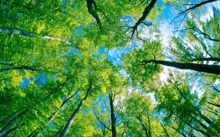 forest, Trees, Sky, Clouds HD Wallpaper Desktop Background
