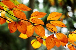 leaves, Orange, Yellow, Branch, Tree, Bokeh, Fall, Nature, Autumn