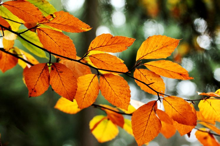leaves, Orange, Yellow, Branch, Tree, Bokeh, Fall, Nature, Autumn HD Wallpaper Desktop Background