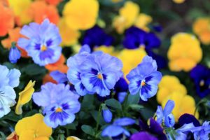 pansy, Viola, Flowers, Blue, Petals