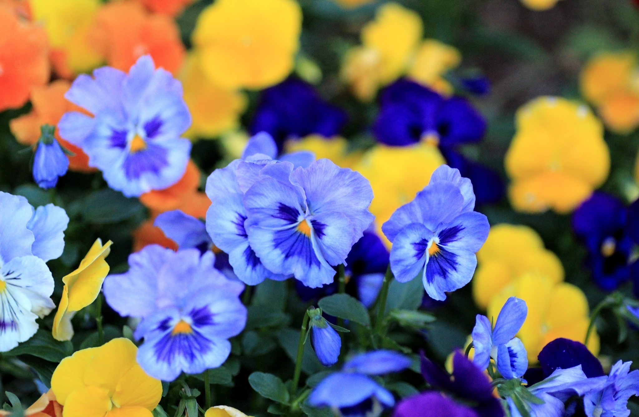 pansy, Viola, Flowers, Blue, Petals Wallpaper