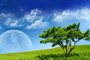 tree, Grass, Sky, Planet, Mood