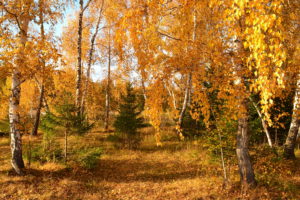 autumn, Trees, Birch, Nature