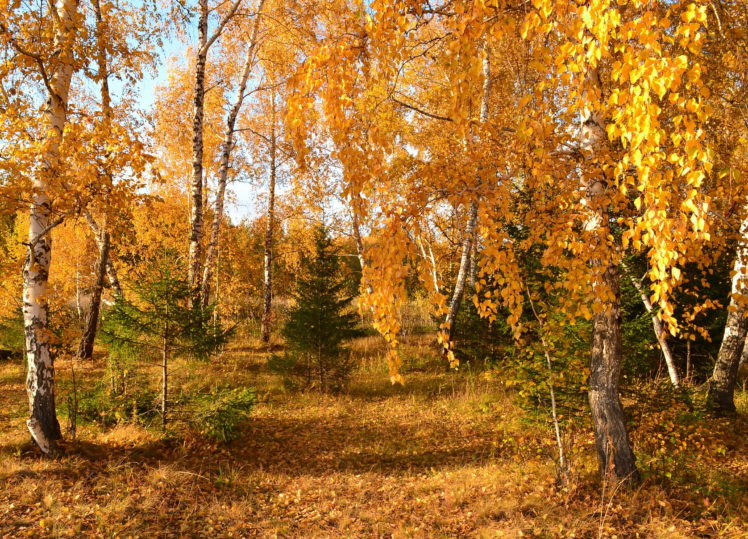 autumn, Trees, Birch, Nature HD Wallpaper Desktop Background