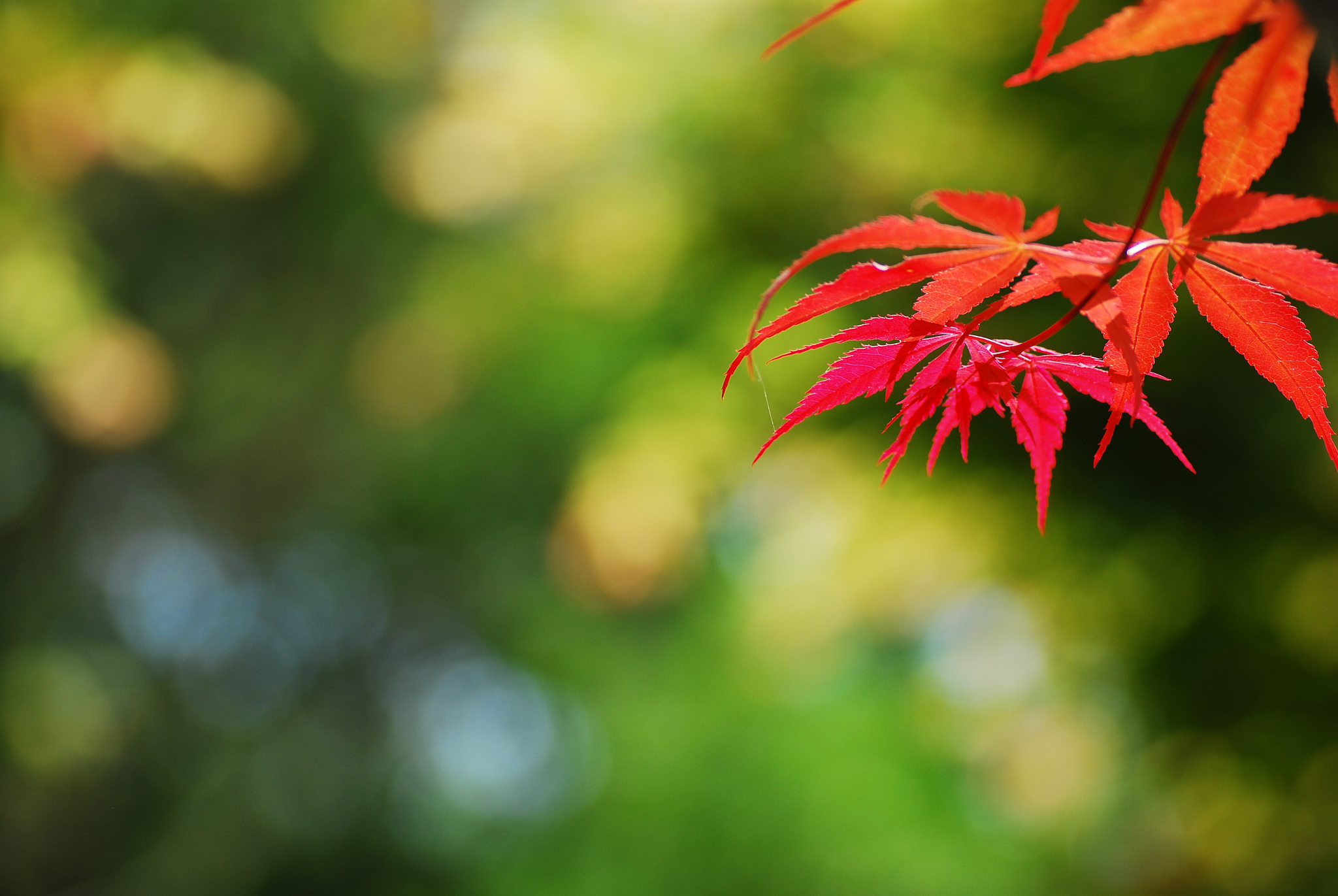 branch, Leaves, Autumn, Red Wallpaper