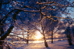 branches, Sunset, Sunlight, Snow, Winter