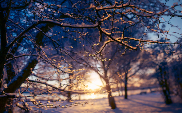 branches, Sunset, Sunlight, Snow, Winter HD Wallpaper Desktop Background