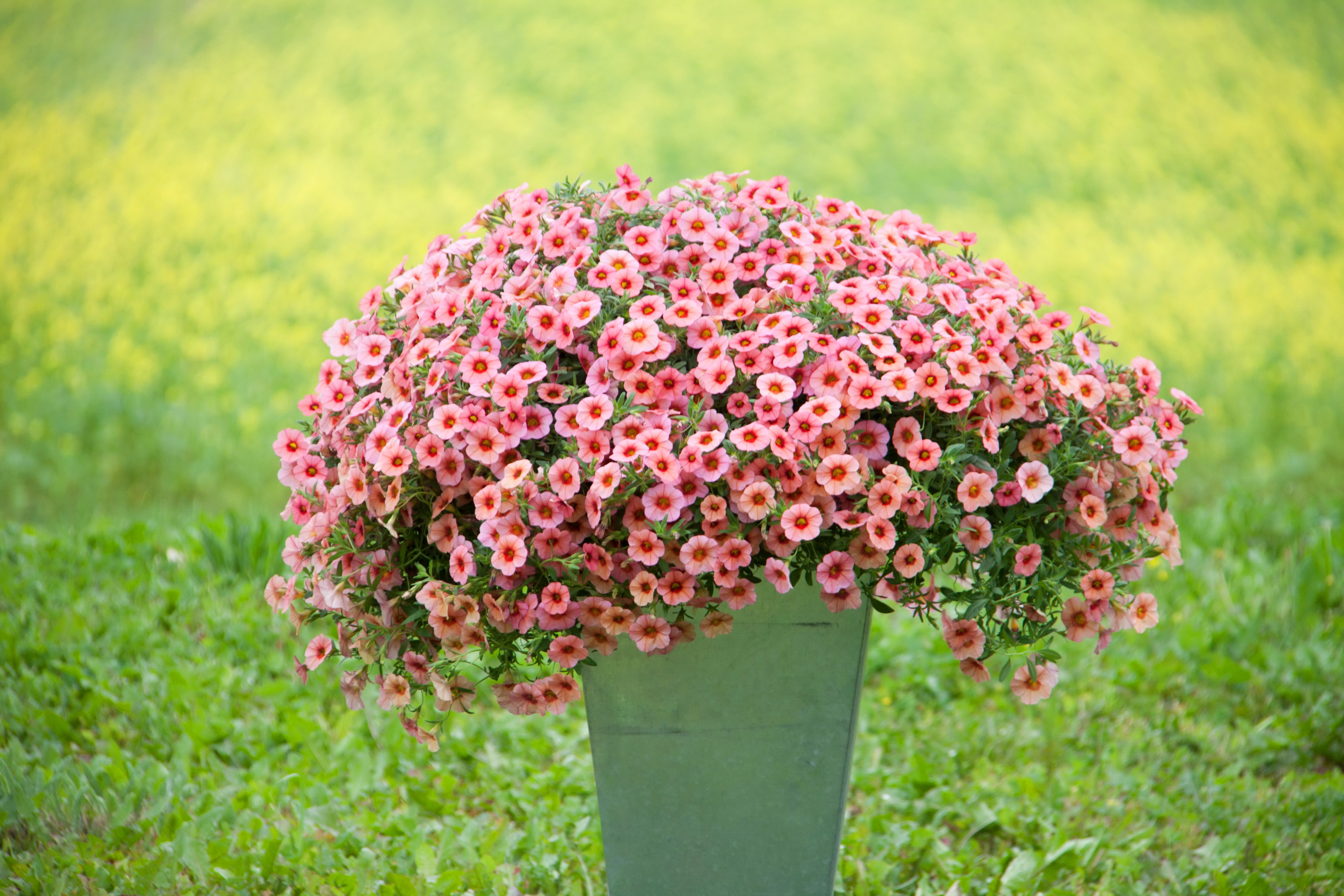 calibrachoa, Many, Flowers Wallpaper