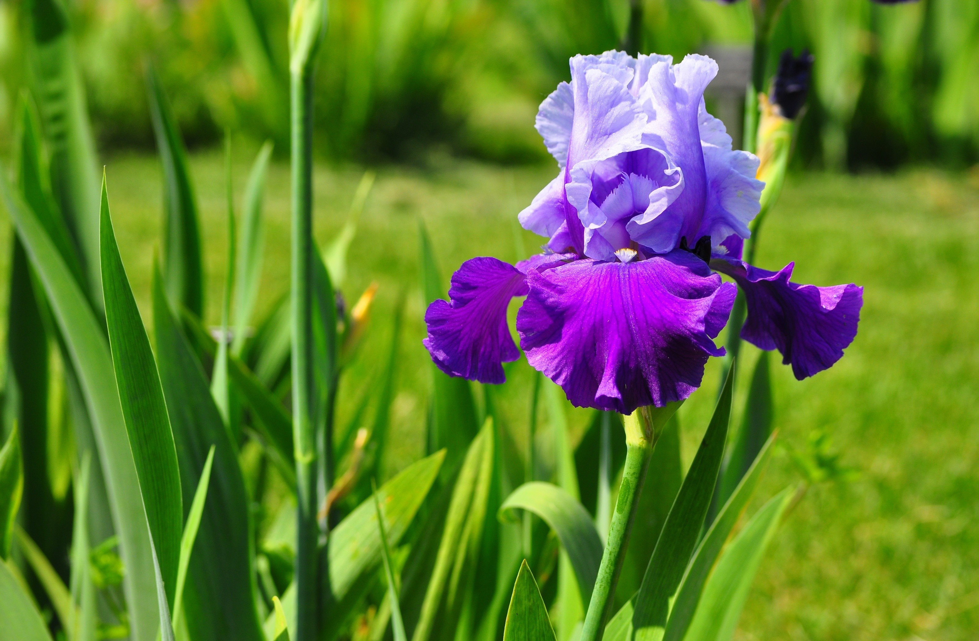 iris, Petals Wallpaper