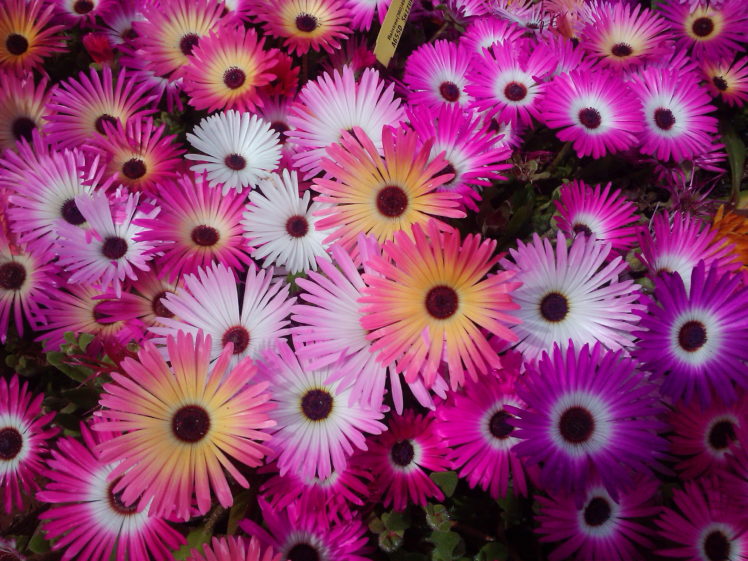 mesembryanthemum, Many, Flower HD Wallpaper Desktop Background