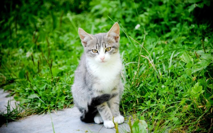 omcat, Whiskers, Kitten, Cat HD Wallpaper Desktop Background