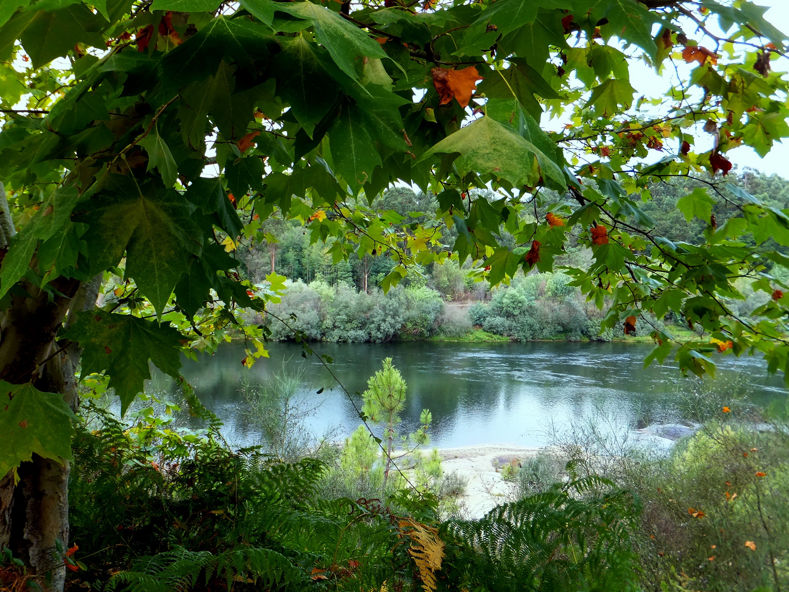 rivers, Portugal, Boucas, Foliage, Nature Wallpaper