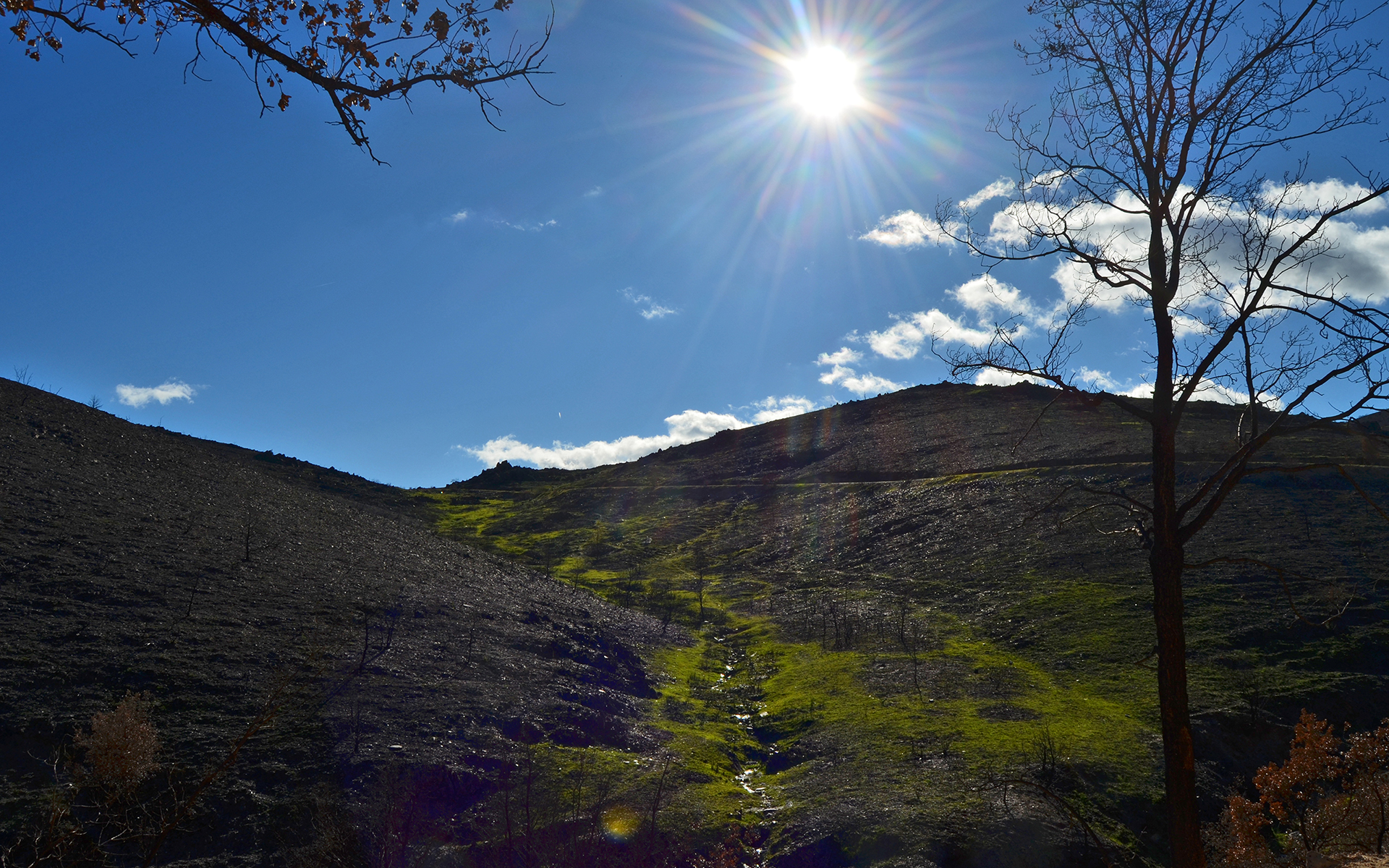 sunlight, Tree, Sunshine, Hill Wallpaper