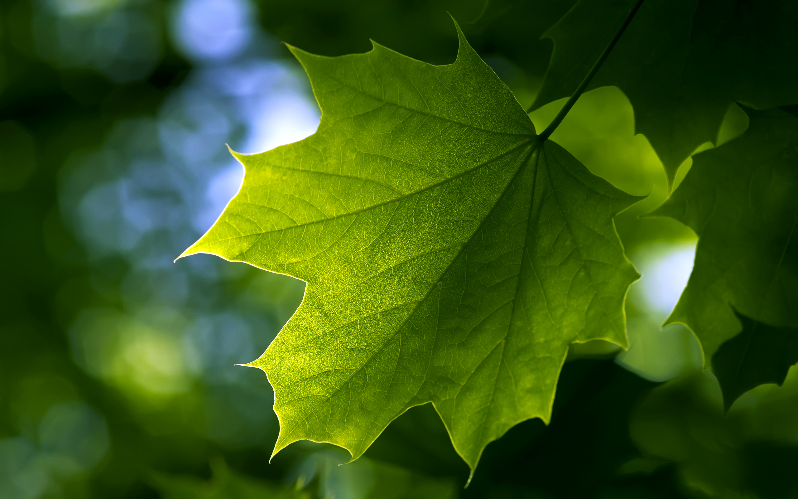 maple, Leaf Wallpaper