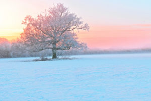 winter, Snow, Trees, Frost, Evening, Fog, Sunset