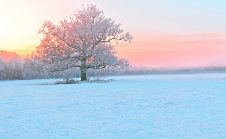 winter, Snow, Trees, Frost, Evening, Fog, Sunset HD Wallpaper Desktop Background