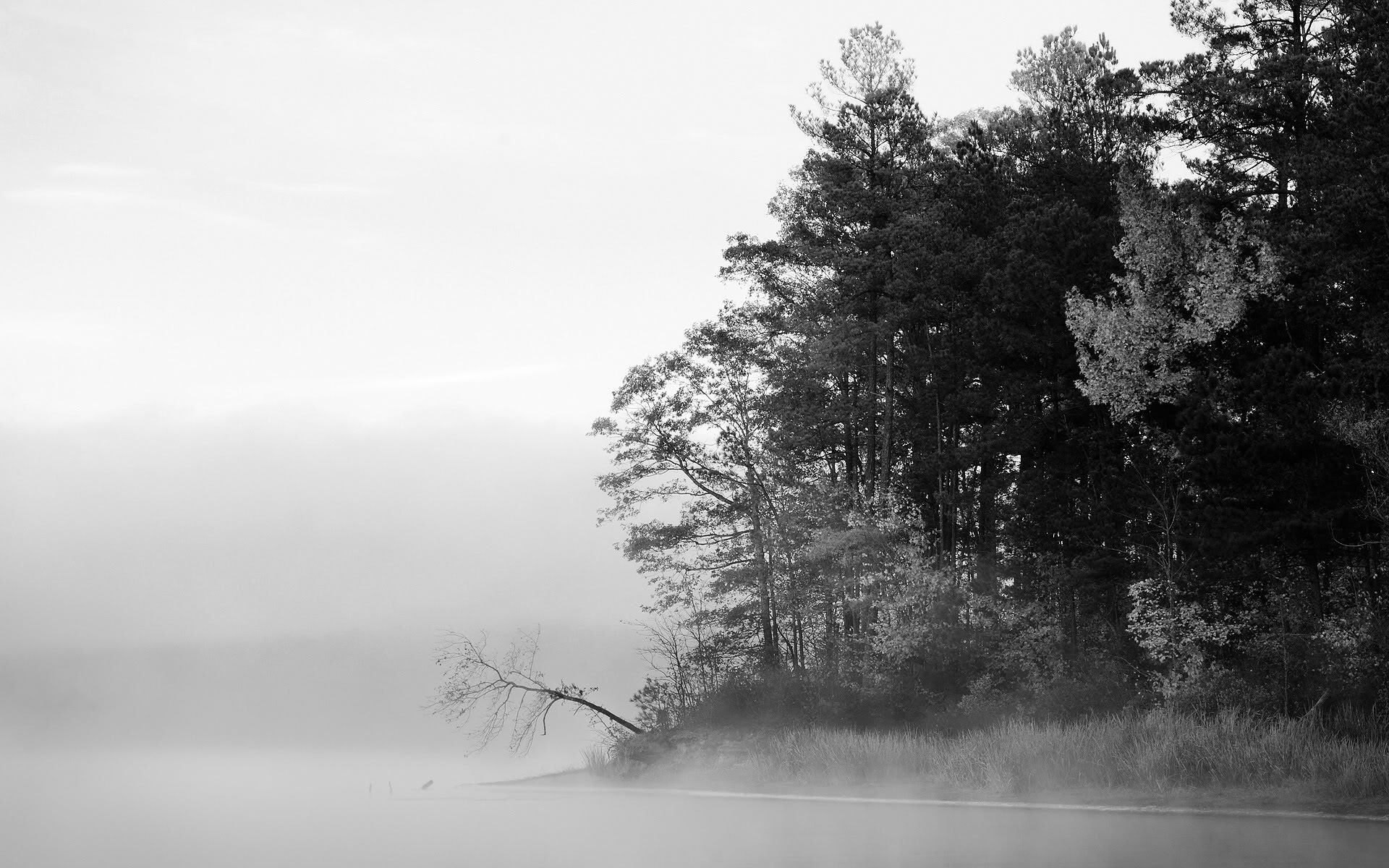 coast, Trees, Wood, Forest, Shore, Fog, Grayscale, Monochrome Wallpaper