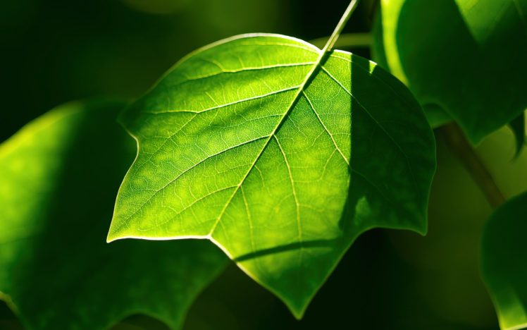 fresh, Green, Leaf HD Wallpaper Desktop Background