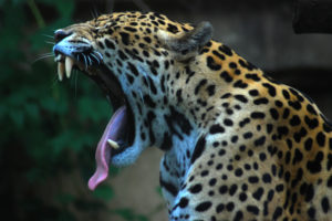 animals, Yawn, Jaguars
