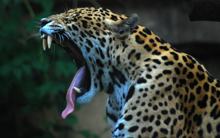 animals, Yawn, Jaguars HD Wallpaper Desktop Background